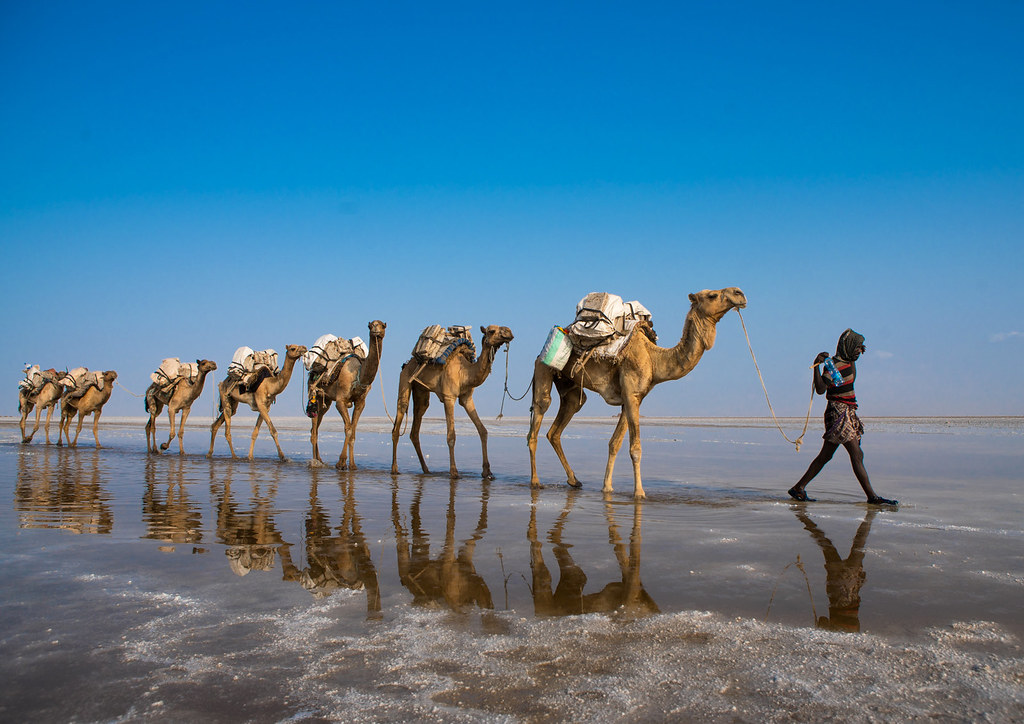 #Camel_Caravan #DanakilDepression #MagmaFlowToursEthiopia