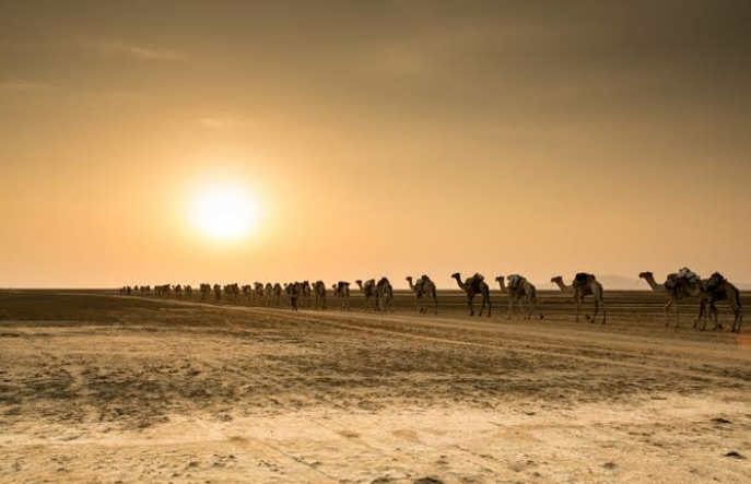 #Ethiopia_Combination_Tours #Camel_Caravans - Danakil_Depression - #Trekking #Magma_Flow_Tours